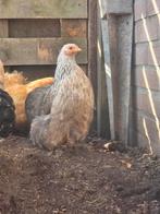 Cochin kriel zilverpatrijs hennetje., Dieren en Toebehoren, Vrouwelijk, Kip