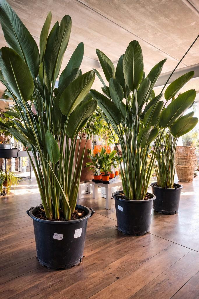Prachtige Strelitzia Reginae op voorraad, Tuin en Terras, Planten | Tuinplanten, Ophalen