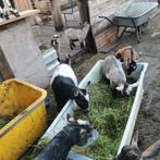 Chèvres naines, oiseaux et chèvres. 2 mois, Animaux & Accessoires, Moutons, Chèvres & Cochons