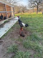 Shamo Rooster 6 mois