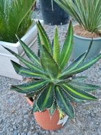 Agave 'Splendida', Tuin en Terras, Planten | Tuinplanten, Ophalen