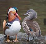 Mandarijn eend, Dieren en Toebehoren, Meerdere dieren, Eend