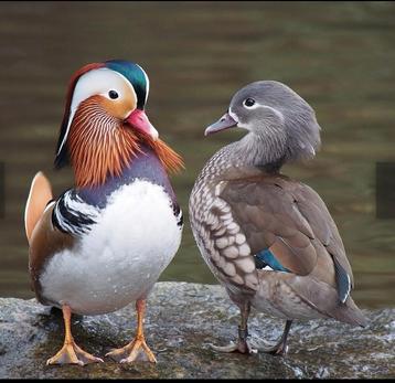 Mandarijn eend, Plusieurs animaux, Canard