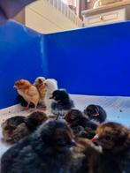 Te koop mooie mix van kuikens, Dieren en Toebehoren, Pluimvee