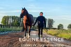 Paarden therapie en coaching, Animaux & Accessoires, Chevaux