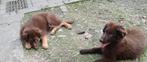 Duitse herders  puppy geboren 21/12/23, Dieren en Toebehoren, Honden | Herdershonden en Veedrijvers, Meerdere, 8 tot 15 weken