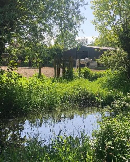 Plaats vrij voor paard in kleinschalige stal, Dieren en Toebehoren, Stalling en Weidegang, Stalling, Weidegang