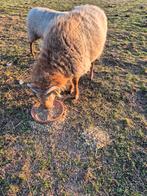 Voskop Ram, Animaux & Accessoires, Moutons, Chèvres & Cochons