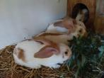 Gele vlinderkonijnen, Dieren en Toebehoren, Konijnen, Meerdere dieren, Groot, 0 tot 2 jaar