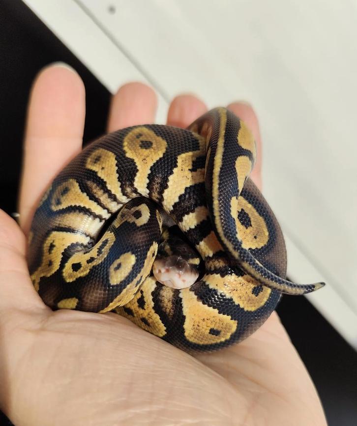 1.0 Pastel Blackhead 100% het. DG Python regius, Dieren en Toebehoren, Reptielen en Amfibieën, Slang, 0 tot 2 jaar, Tam