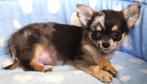 Super mooie Chihuahua pups!, 15 weken tot 1 jaar, Buitenland, CDV (hondenziekte), Meerdere