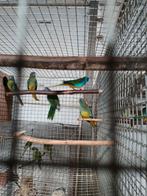 splendid, Dieren en Toebehoren, Vogels | Parkieten en Papegaaien, Meerdere dieren, Parkiet, Geringd