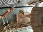 Speelparadijs voor gerbils. Gerbilarium 60x40x100, Dieren en Toebehoren, Knaagdieren en Konijnen | Hokken en Kooien, Nieuw, 90 cm of meer