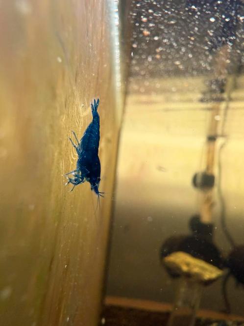 Blue sapphire neocaridina garnalen, Dieren en Toebehoren, Vissen | Aquariumvissen, Zoetwatervis, Overige typen, Schoolvis