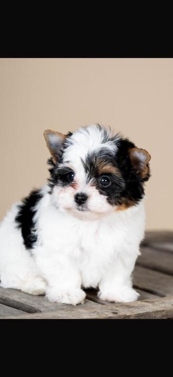 À réserver bébés Yorkshires coloré, Parvovirose, Yorkshire Terrier, 8 à 15 semaines, Plusieurs