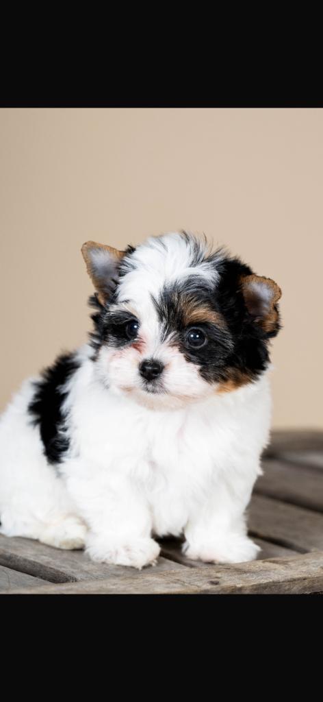 À réserver bébés Yorkshires coloré, Dieren en Toebehoren, Honden | Jack Russells en Terriërs, Meerdere dieren, Yorkshire Terriër