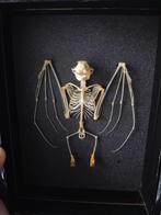 Skelet vleermuis, Verzamelen, Dierenverzamelingen, Ophalen