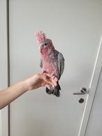 Handtame rose kaketoe, Dieren en Toebehoren, Vogels | Parkieten en Papegaaien
