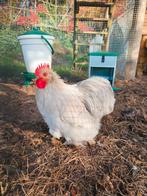 Cochin kriel haantje, Dieren en Toebehoren, Pluimvee, Mannelijk, Kip