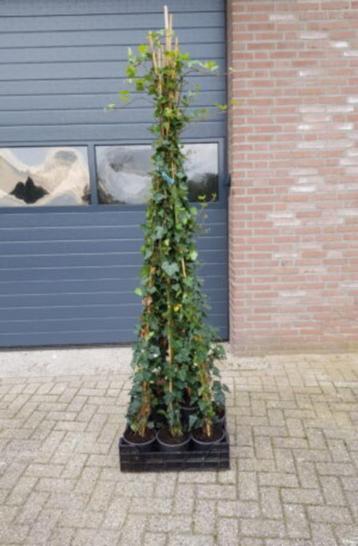 Hedera hibernica | Gestokt disponible aux enchères