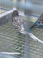 Perruches Blackface, Plusieurs animaux, Perruche, Bagué