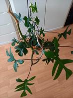 WAT EEN PHILODENDRON ❤️🧡💛💚, Ophalen