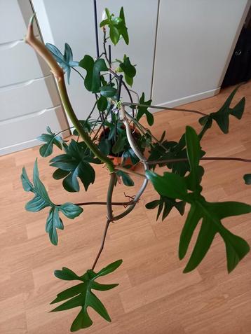WAT EEN PHILODENDRON ❤️🧡💛💚 beschikbaar voor biedingen
