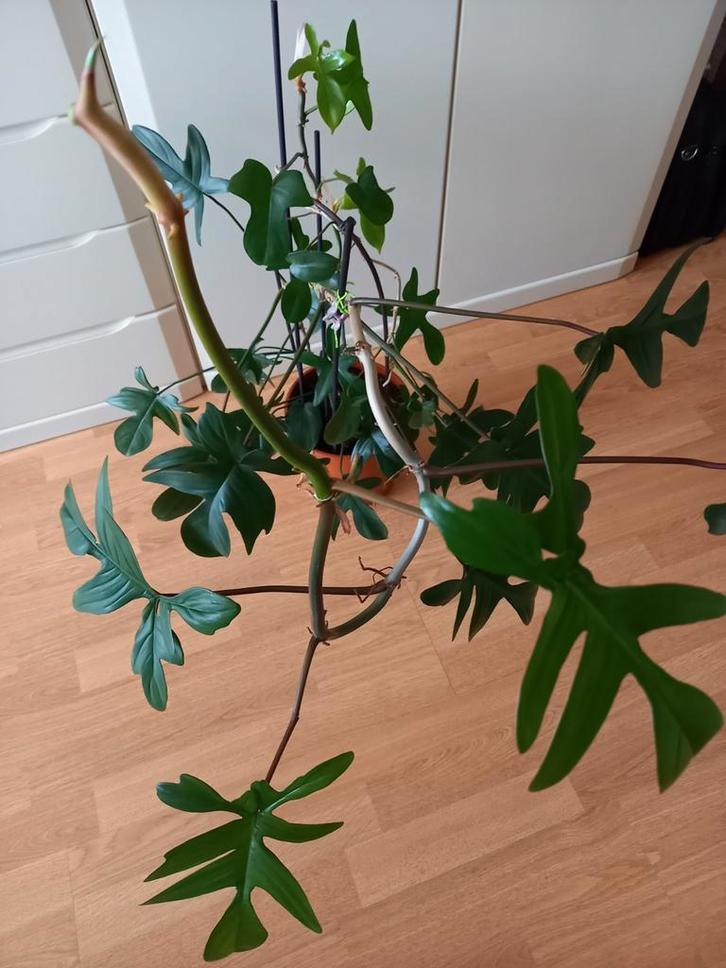 WAT EEN PHILODENDRON ❤️🧡💛💚, Huis en Inrichting, Kamerplanten, Ophalen