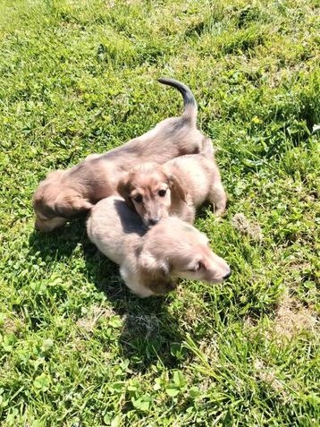 Beaux chiots teckel à poil long, Parvovirose, Poils longs, Plusieurs, Nain