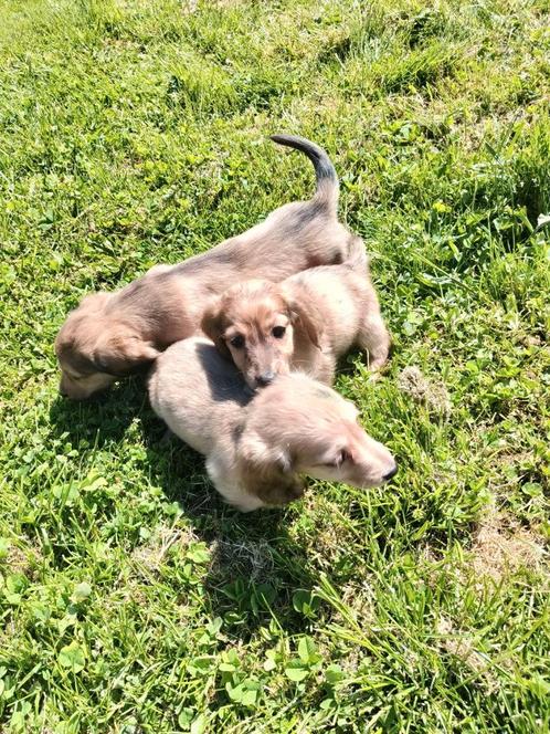 Prachtige langharige teckel pups, Dieren en Toebehoren, Honden | Teckels en Dashonden, Meerdere dieren, Langhaar, Dwerg, Fokker | Professioneel