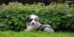 Prachtige Blue Merle Tricolor Border Collie pup, Dieren en Toebehoren, Honden | Herdershonden en Veedrijvers, CDV (hondenziekte)