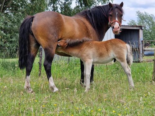 Ponny veulens hengsten, Dieren en Toebehoren, Pony's, Hengst, Recreatiepony, 0 tot 2 jaar