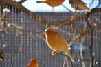 Kanarie, Dieren en Toebehoren, Vogels | Kanaries