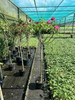Meerdere rozen (1 roos €15), Jardin & Terrasse, Plantes | Arbres, Enlèvement, Ombre partielle, 100 à 250 cm