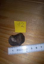 Fossiles en spirale (NR12), Collections, Enlèvement ou Envoi, Fossile