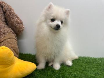 Dwergkees pups beschikbaar voor biedingen
