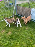 Chiots Bull Terrier, 15 semaines à 1 an, Étranger, Parvovirose, Chienne