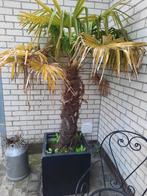 palmboom trachycarpus fortunei, Tuin en Terras, Planten | Tuinplanten, Halfschaduw, Vaste plant, Overige soorten, Ophalen