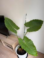 Plant Alocasia - olifantsoor, Ophalen