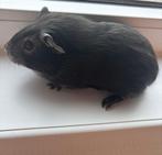 2 cavia zeugjes, Dieren en Toebehoren, Knaagdieren, Cavia, Vrouwelijk, Januari, Tam