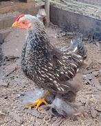 Cochin kriel haantje, Dieren en Toebehoren
