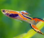 Endler guppy’s mannetjes, Dieren en Toebehoren