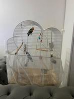 2 agapornissen & kooi erbij (€50!), Dieren en Toebehoren