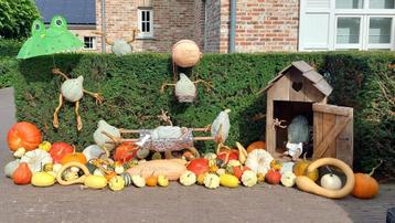 Pompoenen halloween beschikbaar voor biedingen