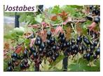 Forse JOSTABES-planten: 3-jarige planten: 4€/st - 5 voor 18€, Vaste plant, Ophalen of Verzenden, Halfschaduw, Fruitplanten