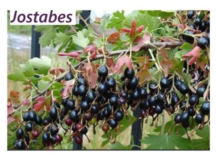 Forse JOSTABES-planten: 3-jarige planten: 4€/st - 5 voor 18€, Tuin en Terras, Planten | Tuinplanten, Vaste plant, Fruitplanten