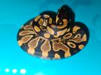 Ballpython#pythonregius, Dieren en Toebehoren, Reptielen en Amfibieën