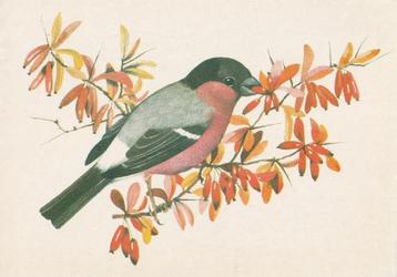 GOUDVINK, Envoi, 1980 à nos jours, Affranchie, Oiseaux
