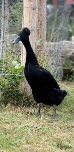 Indische loopeend, Vrouwelijk, Eend