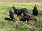 Jonge tamme Marans kippen te koop gesekst en ingeënt, Dieren en Toebehoren, Kip, Vrouwelijk